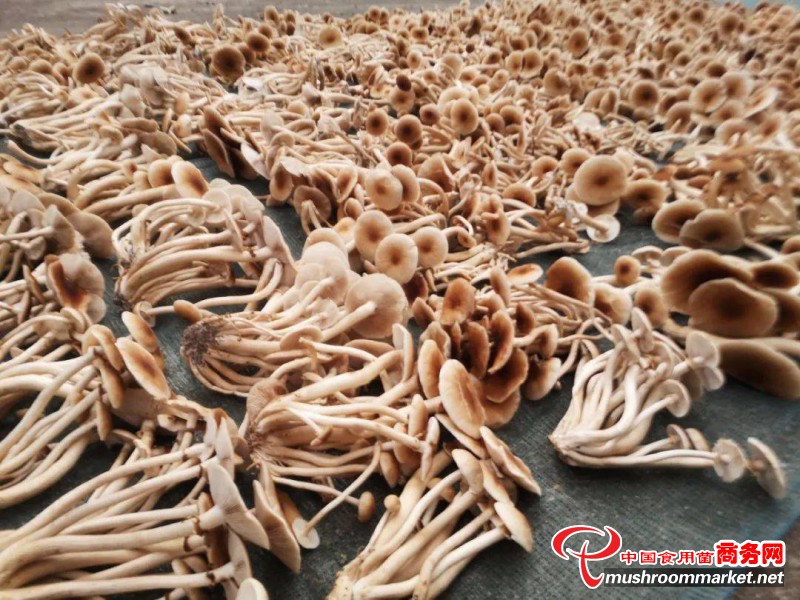 广西桂平市：茶树菇长势喜人 产“千斤粮”赚“万元钱”