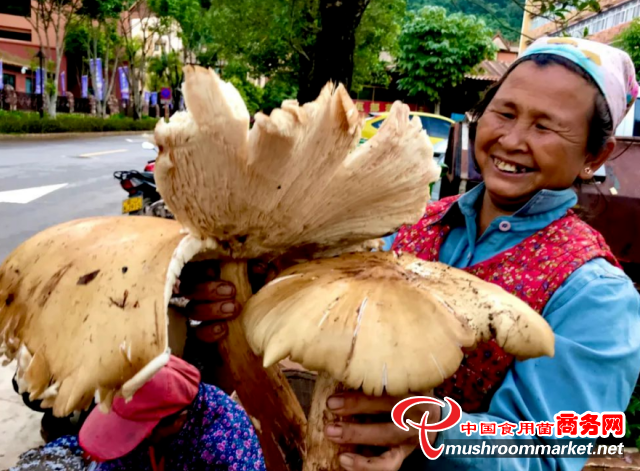 云南西盟縣：現(xiàn)巨型黃皮雞樅菌 重約兩斤半