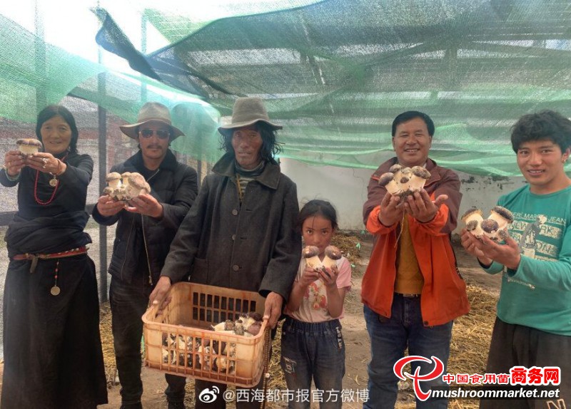 青海甘德縣：高寒高海拔人工栽培赤松茸喜獲成功