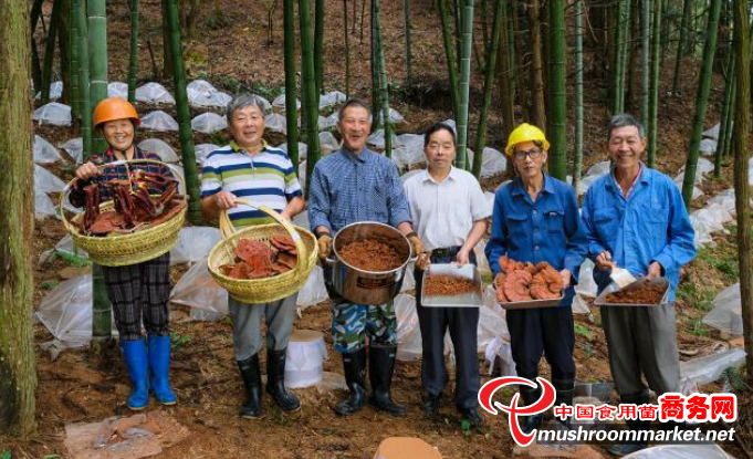 浙江淳安县：毛竹林下仿野生种植灵芝喜获成功