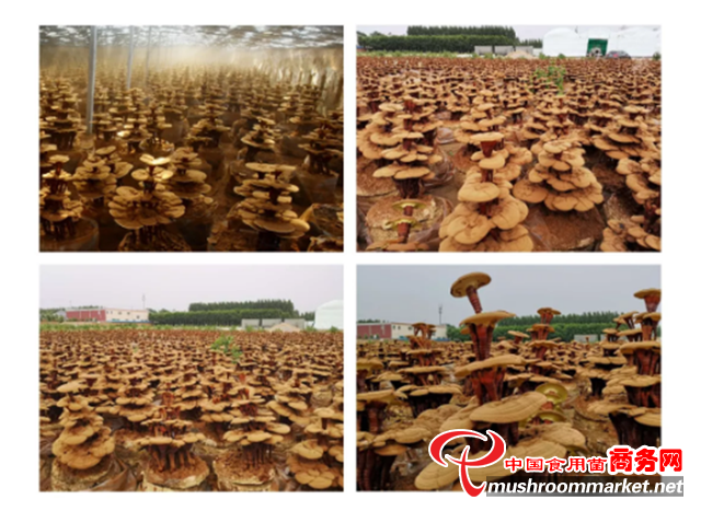 中国（冠县）第三届灵芝文化节将于9月25日-26日盛大开幕