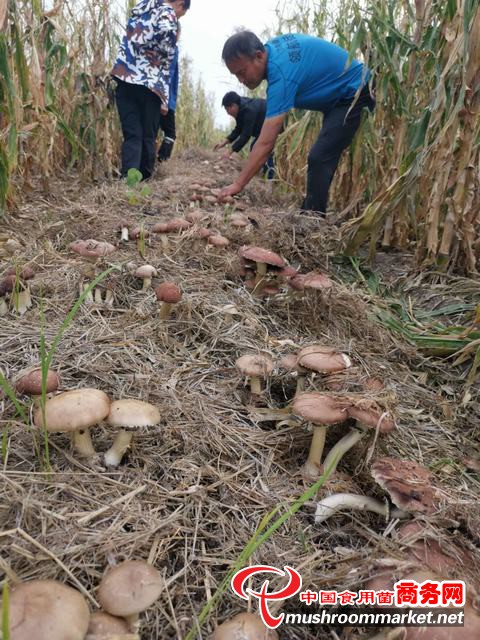 黑龙江甘南县：玉米田套种大球盖菇取得了圆满成功