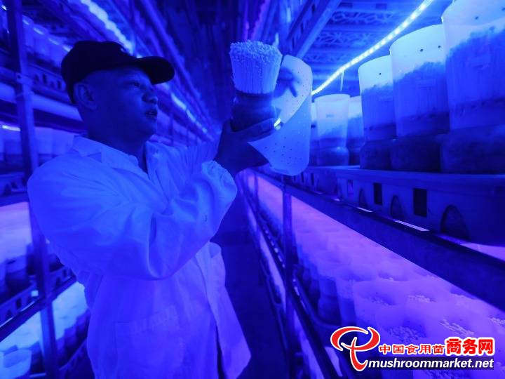 貴州威寧縣：食用菌可能成為人類“移民”太空的食物