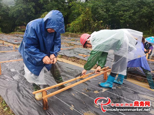 貴州岑鞏縣：通過“訂單”發展模式，確保黑木耳銷量