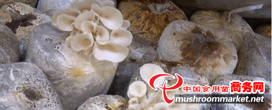 江蘇射陽縣：小小食用菌 撐起大產業