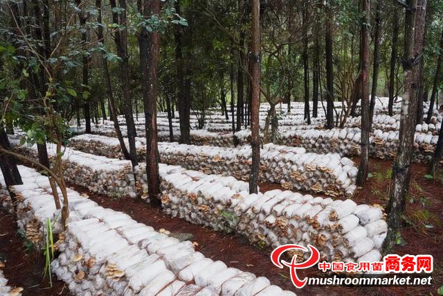 贵州岑巩县：紧扣产业革命“八要素”，大力推进林下茶树菇产业发展
