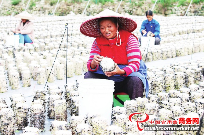 贵州印江县：建立一体化食用菌高效农业示范园区