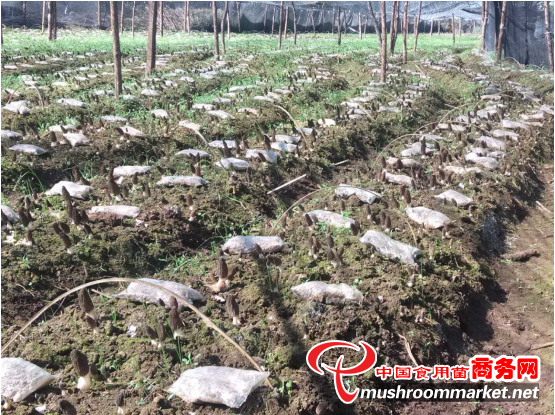 云南华坪县：羊肚菌种植达445亩，预计产值达1068万元