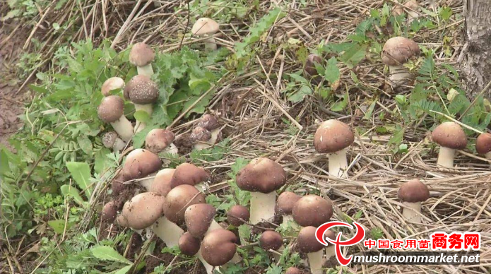 畝產(chǎn)值1萬余元！寧夏這里的“林菌間作”模式火了