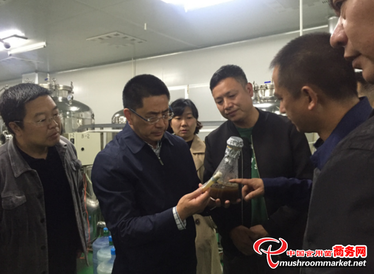 云南富寧：科技扶貧有力量 高山里開出“黑菇朵”