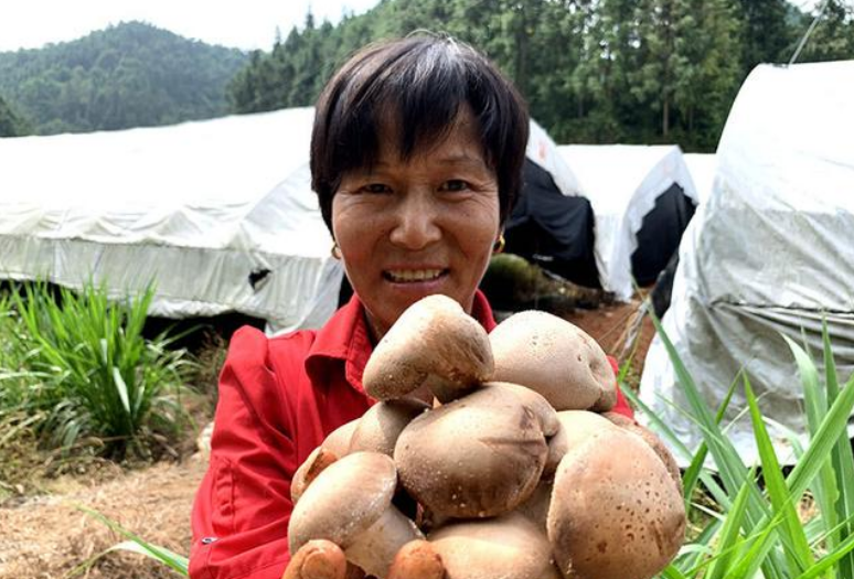 江西：峽江縣300余畝夏菇喜迎豐收 燃起增收致富希望