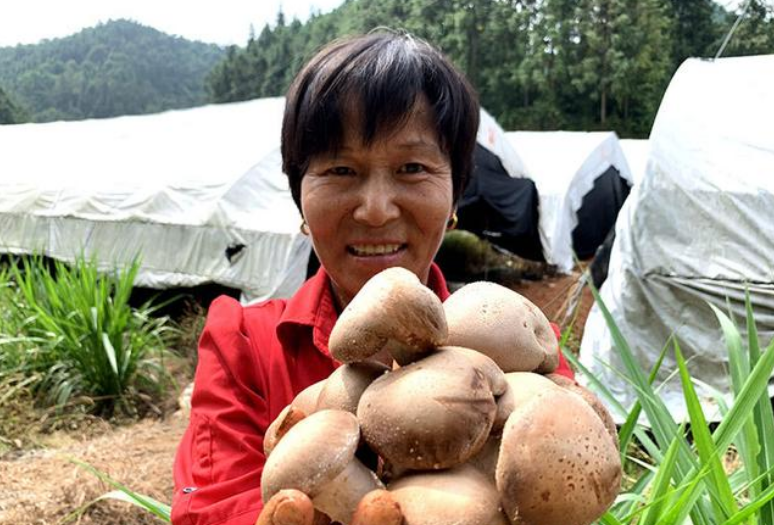 江西：峡江县300余亩夏菇喜迎丰收 燃起增收致富希望