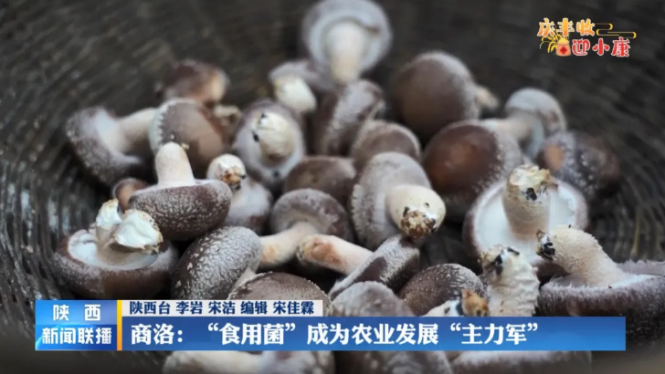 陕西商洛：产业兴旺农民富 小菌菇靠前指挥