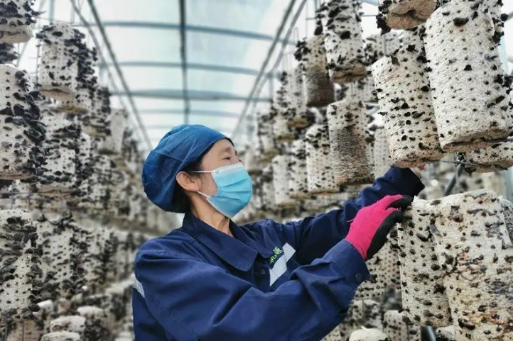 “只做中國最好的有機木耳”——記汪清桃源小木耳實業有限公司