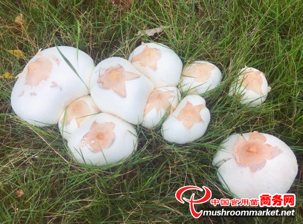 合肥小區(qū)瘋長青褶傘，有毒勿食