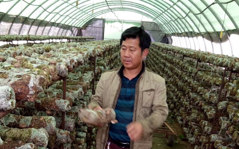 王魁：做好食用菌生产引领  解决农村就业难题