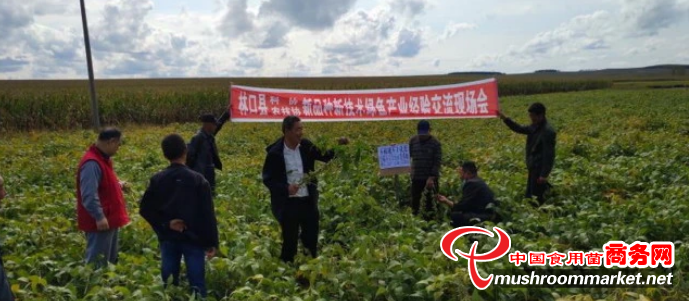 黑龍江牡丹江市林口縣科協和農技協聯合舉辦食用菌新品種新技術綠色產業經驗交流現場會
