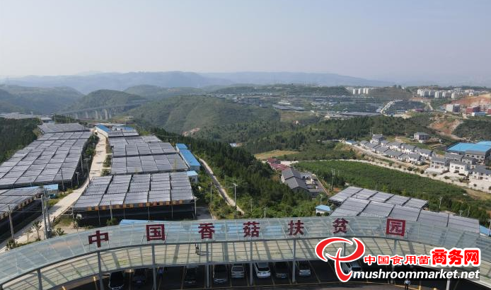 湖北十堰市：發(fā)展香菇小鎮(zhèn) 建設(shè)香菇產(chǎn)業(yè)基地