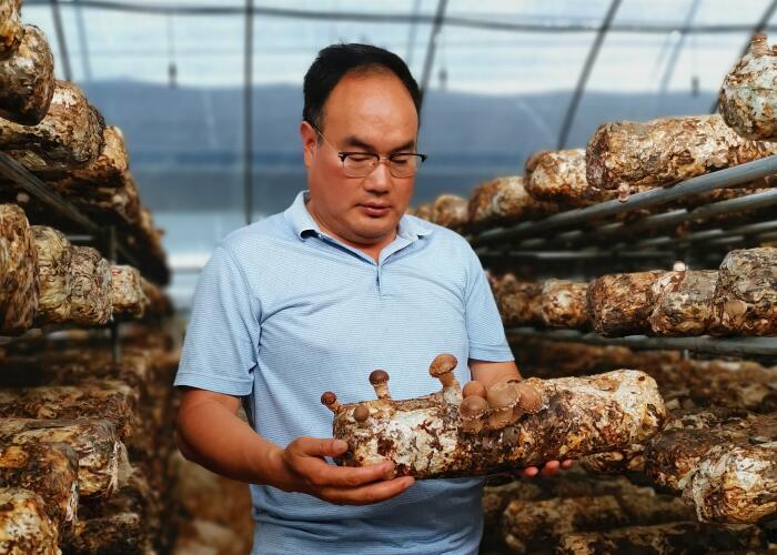 徐國偉:香菇種植“突擊手” 產業扶貧“勇先鋒”