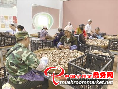 贵州水城县：围绕农村产业革命“八要素” 大力发展食用菌产业