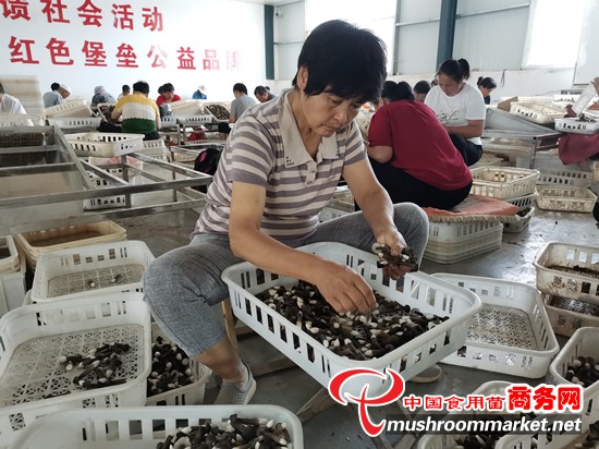 山东省菏泽市：形成独特的食用菌农业循环发展新模式