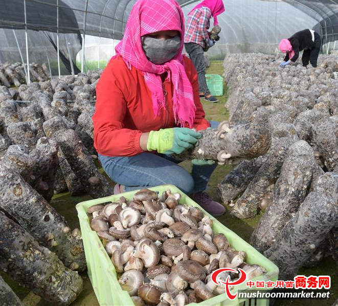 甘肃永靖县：调整产业结构 发展食用菌产业