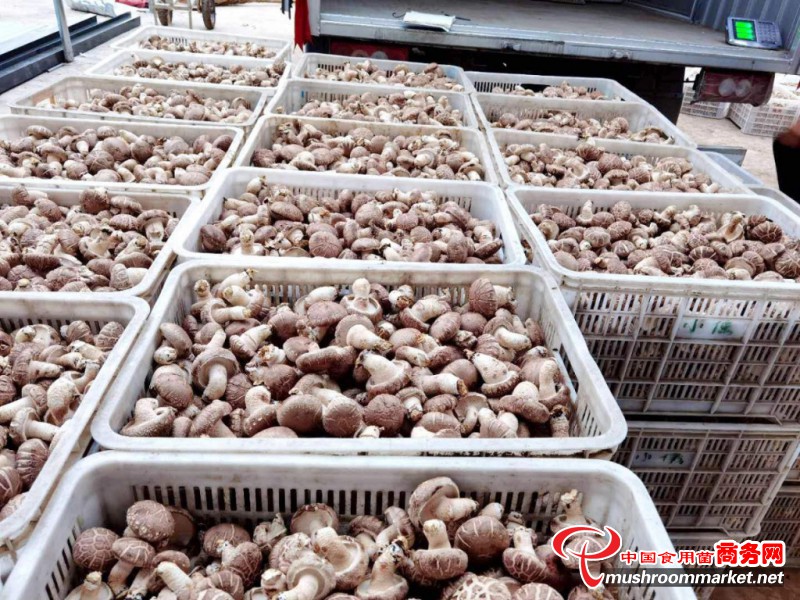 河南汝陽縣：香菇種植顯成效 脫貧再添新動力