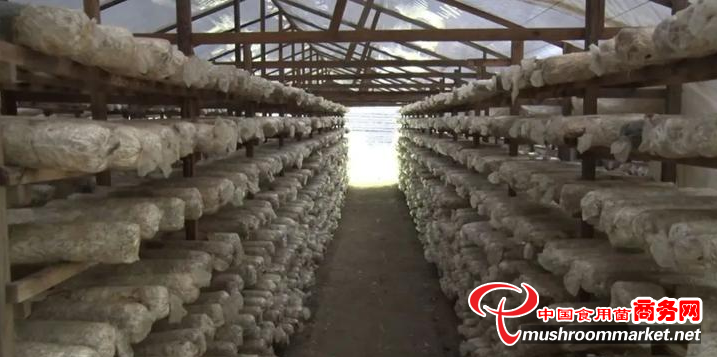 浙江慶元縣：食用菌保險(xiǎn)為受災(zāi)菇農(nóng)撐起“保護(hù)傘”