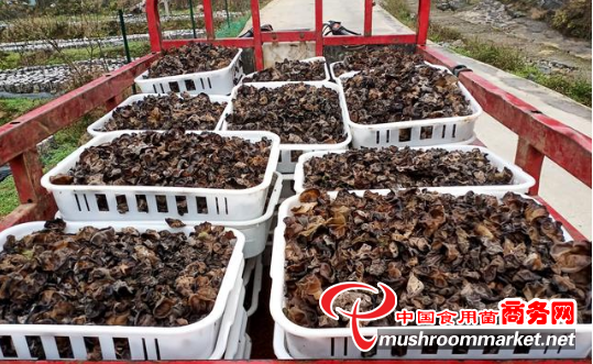 贵州毕节市：食用菌产业增收 秋冬再种2万亩