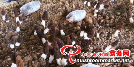 山西靈丘縣：食用菌“遍地開花”