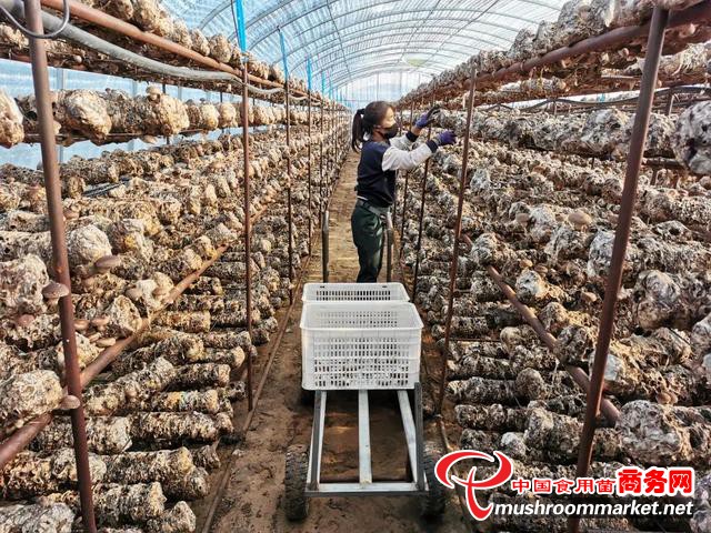 内蒙古宁城县：建设食用菌扶贫产业园大棚 用于生产花盖香菇