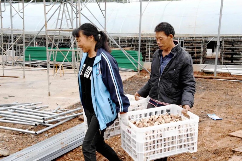 河南汝阳县：香菇种植显成效 脱贫再添新动力