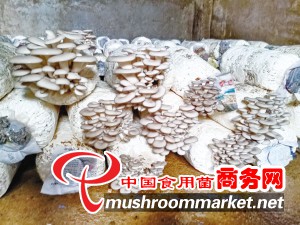 云南昆明市：将食用菌打造成村民致富的“黄金伞” 走出产业转型致富之路