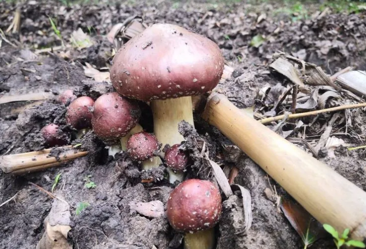 内蒙古扎兰屯打造大球盖菇栽培试点 探索“一变两化”庭院经济发展新模式