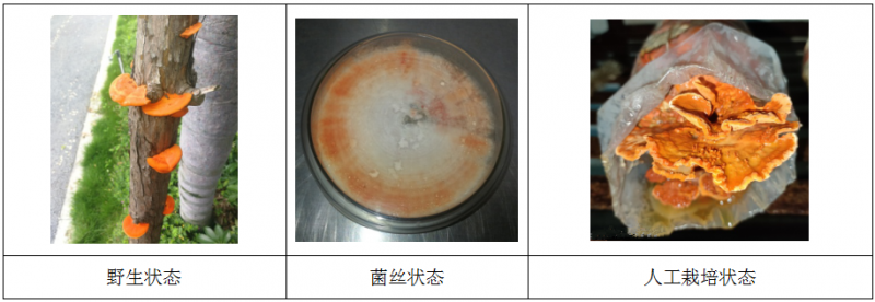 福州市农业科学研究所成功培育出野生血红栓菌子实体