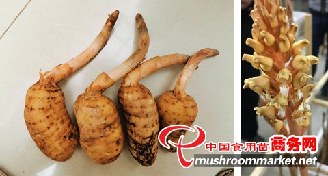 中國科學院昆明植物研究所在天麻活性物質研究中取得進展