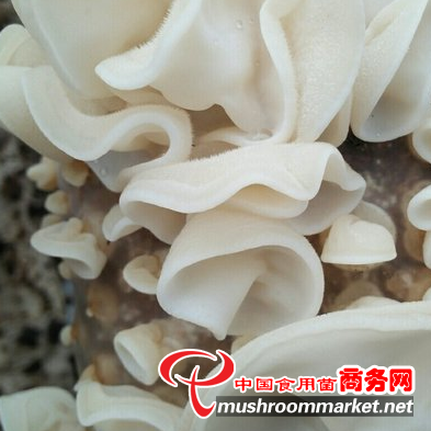 玉木耳丰产栽培技术