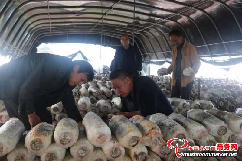 江西奉新县：监测平菇生产过程 终获丰收