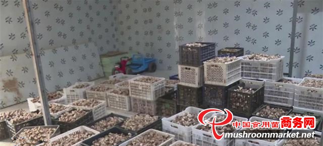 陕西延安县：大力引进香菇新品种、推广新技术