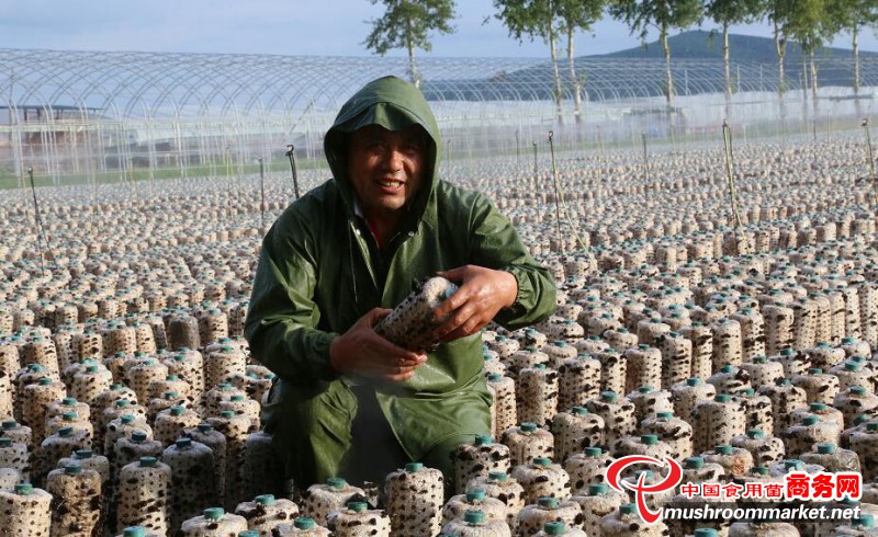 黑龙江宝清县：发展黑木耳50万棒 每户村民年增收1500元
