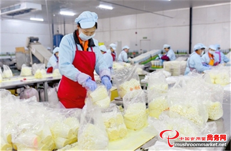 河北臨西縣：采用立體化栽培模式 一天產(chǎn)出120噸菌菇