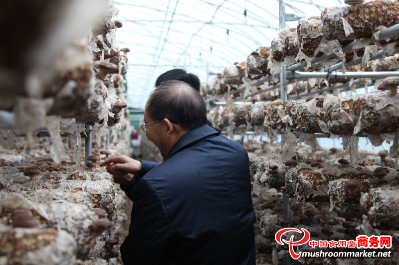 陕西省洛南县政协开展“食用菌产业发展情况”专题调研协商活动