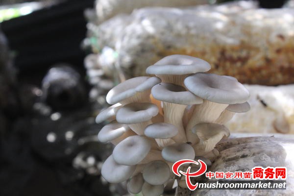 河南杞县：食用菌敲开小康门