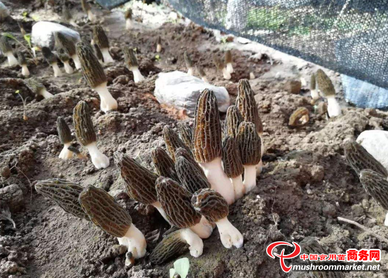 深怀家乡情 80后小伙竭力将羊肚菌打造成家乡靓丽名片