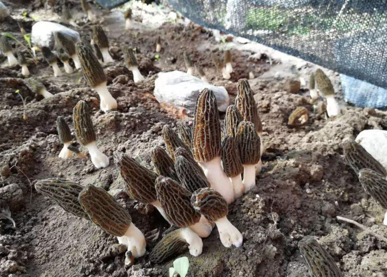 深怀家乡情 80后小伙竭力将羊肚菌打造成家乡靓丽名片
