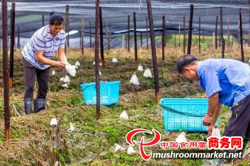 江西乐安县：发展竹荪菌菇产业 确保每株必收