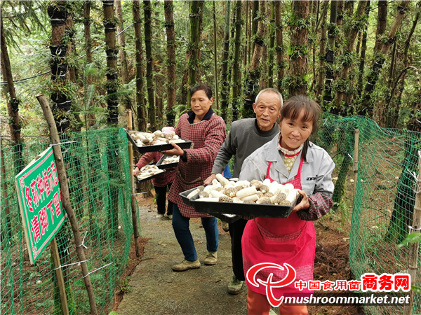 貴州德江縣：林下冬蓀進入豐收季