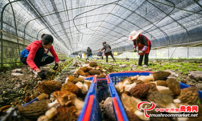 贵州：大方县食用菌产业呈“井喷式”发展