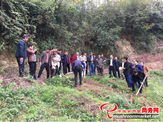 重庆云阳县开展天麻种植技术培训 助力村集体经济发展