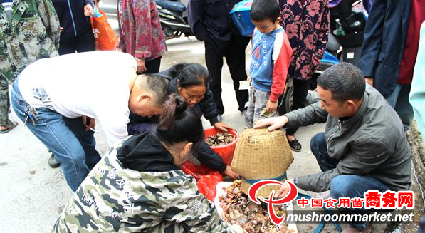 湖南通道縣：樅菌備受青睞 市民爭相購買